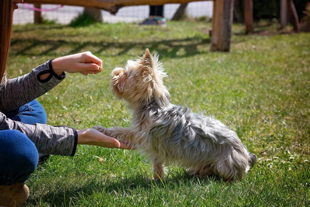 Pet Training Dog Training Pet Teaching Dog Teaching Training Aid