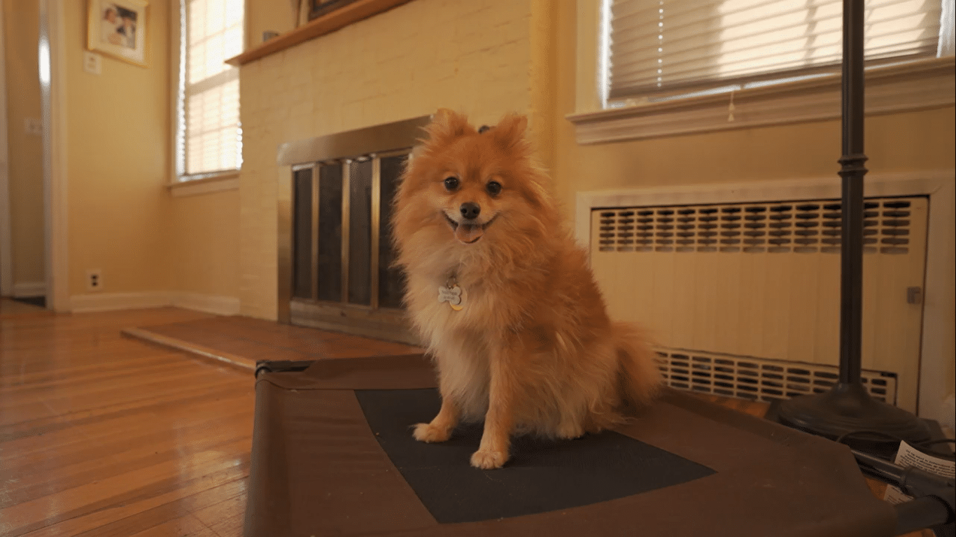 Puppy training 