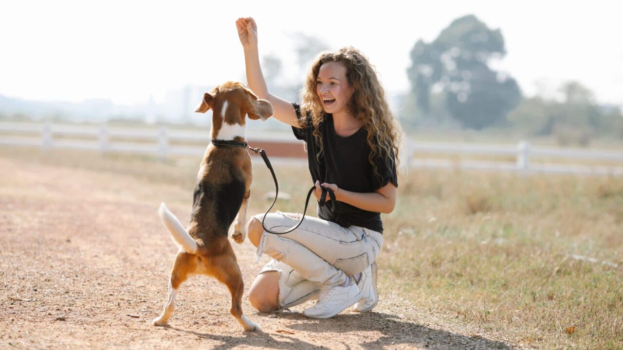 Brain Training for Dogs: The Key to a Well-Behaved Pup: Make Your Dog Obey  Your Every Command With The Most Powerful Dog Training Methods See more