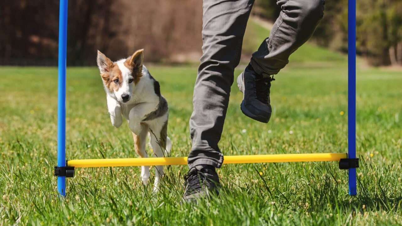 Puppy Training Commack, NY 1 Explore K9 Mania's Board and Train programs, offering comprehensive training for dogs of all ages, focusing on obedience, behavior modification, and socialization in a safe environment