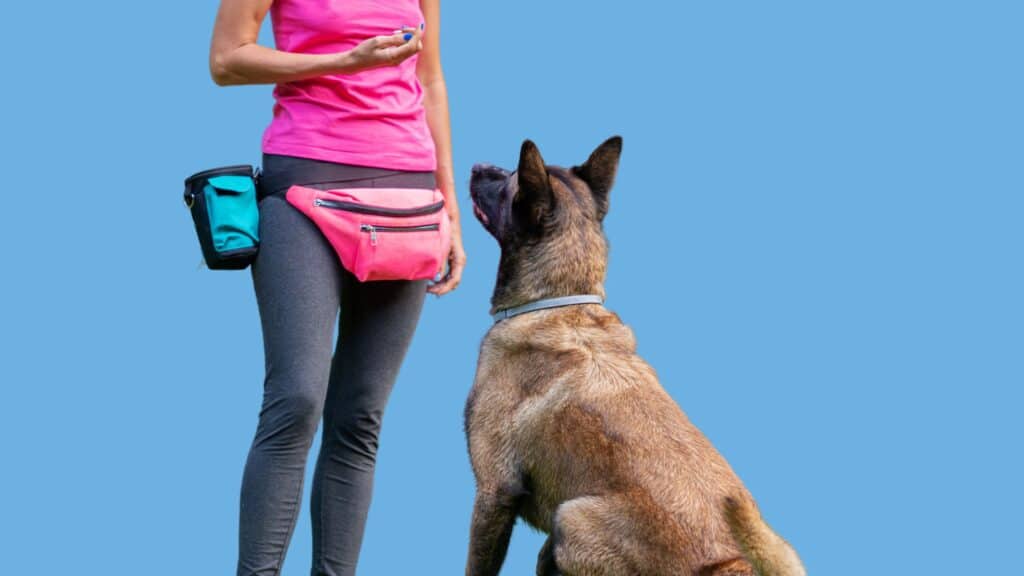 1-on-1 Dog Training