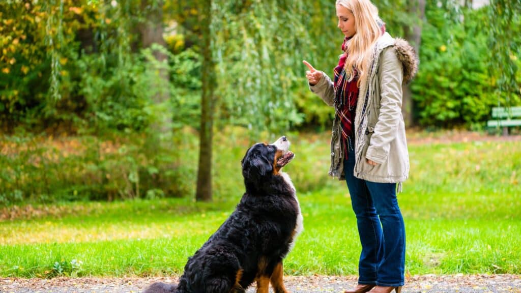 Dog Obedience Training Command Sit