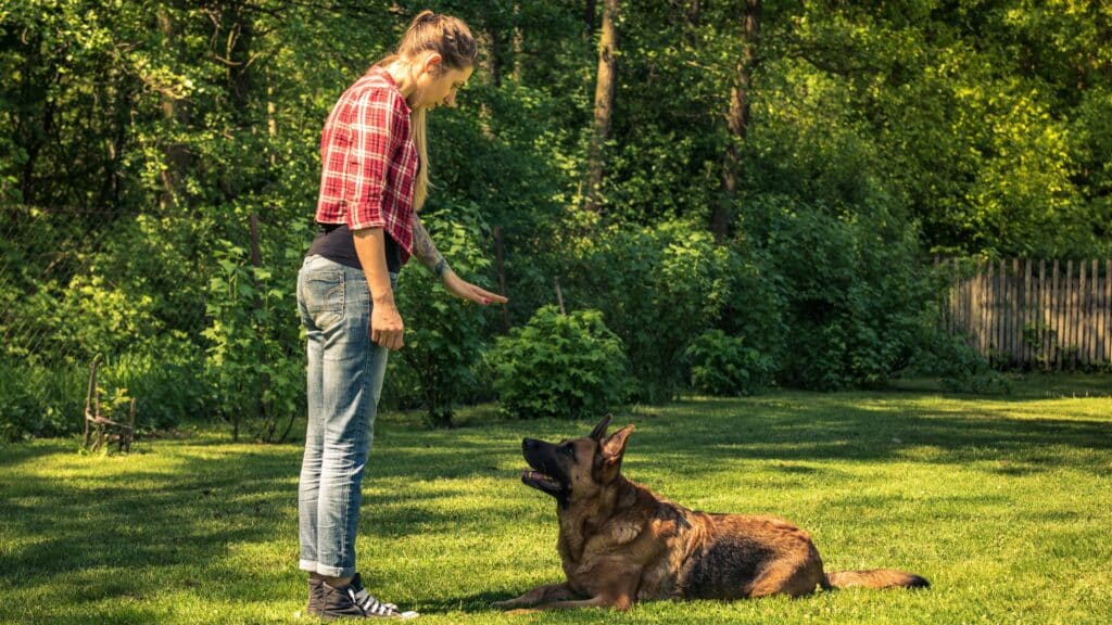 Dog Obedience Training Command Stay