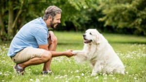 Dog Obedience Training Commands