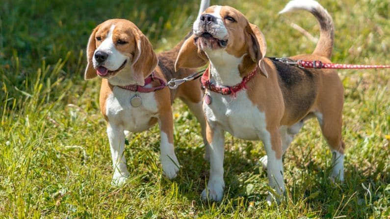 How can we help our dogs cope with leash reactivity