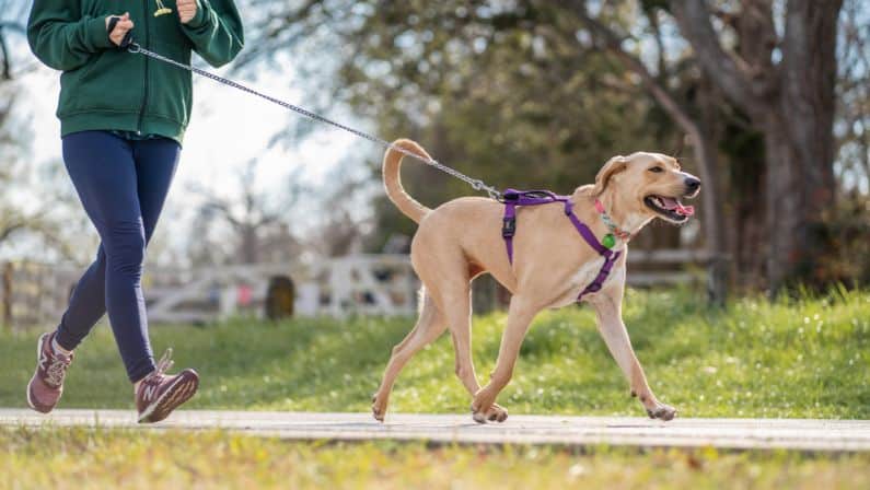 How to train a reactive dog on leash