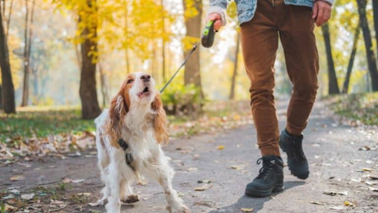 What Causes Leash Reactivity