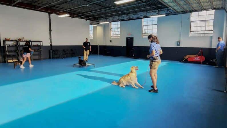 K9 Mania Dog Training Board and Train Facility - Inside 3