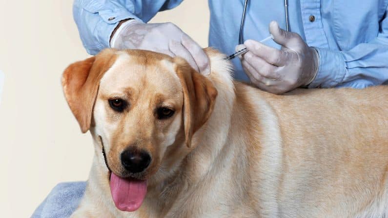 Keep them away from other dogs until they're fully vaccinated