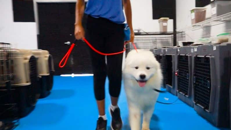 K9 Mania's Board and Train program combines structured training with hands-on care, helping dogs develop strong obedience skills and social behavior in a supportive setting