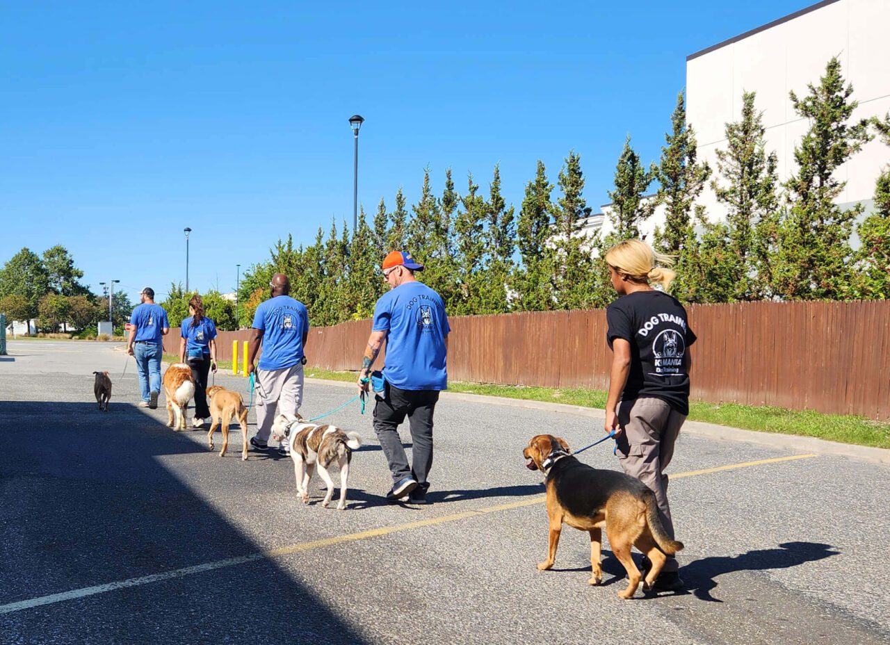 Comfortable and safe dog boarding facility in Long Island, NY, offering personalized care for your furry companions during their stay, ensuring they feel at home while you're away