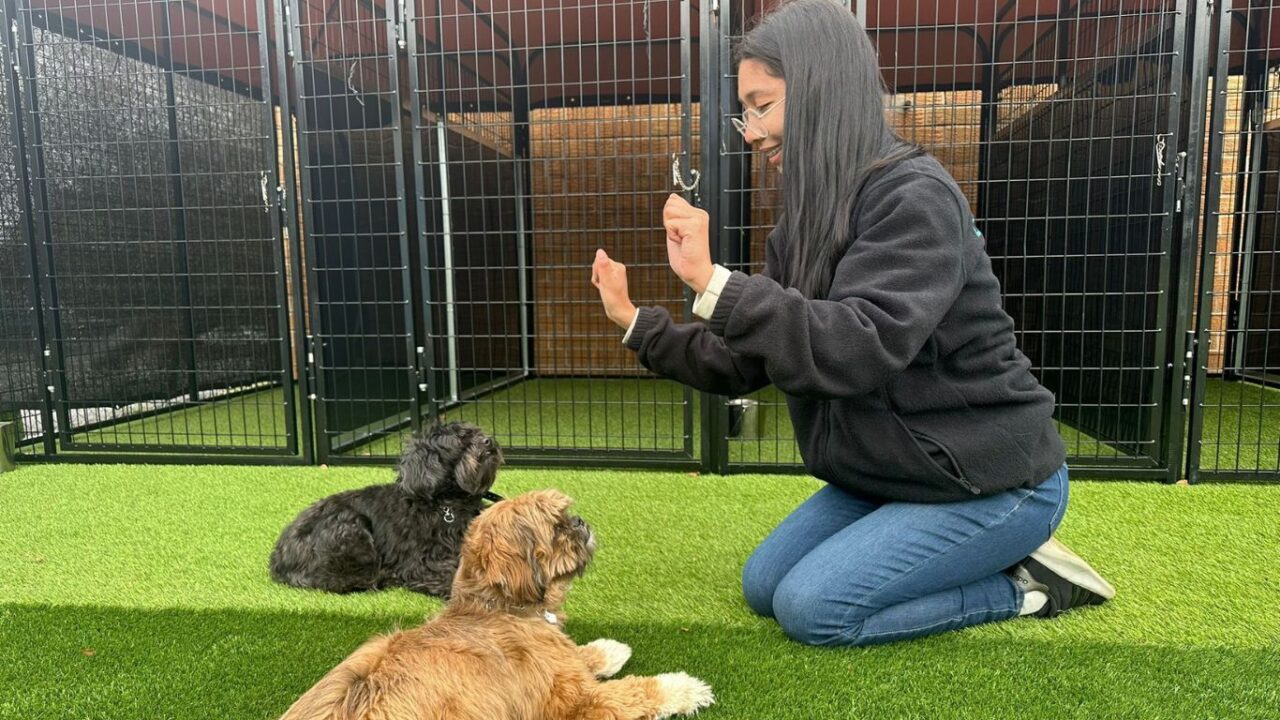 Board And Train Great River, NY 1 Puppy training - K9 Mania Dog Training