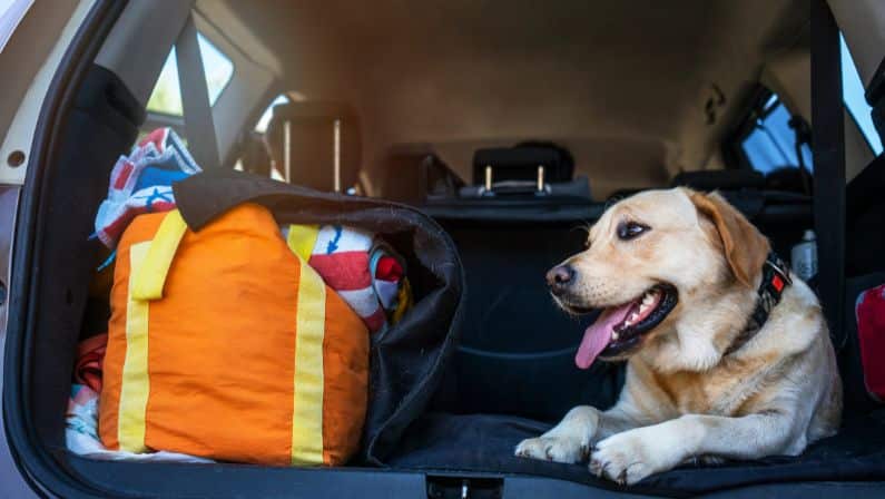 What to bring when you board your dog