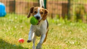 8 Fun Activities To Keep Your Dog Happy