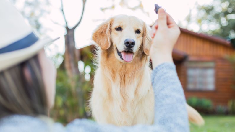 Bake dog friendly treats