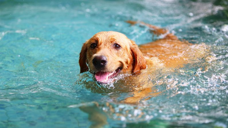 dog swimming