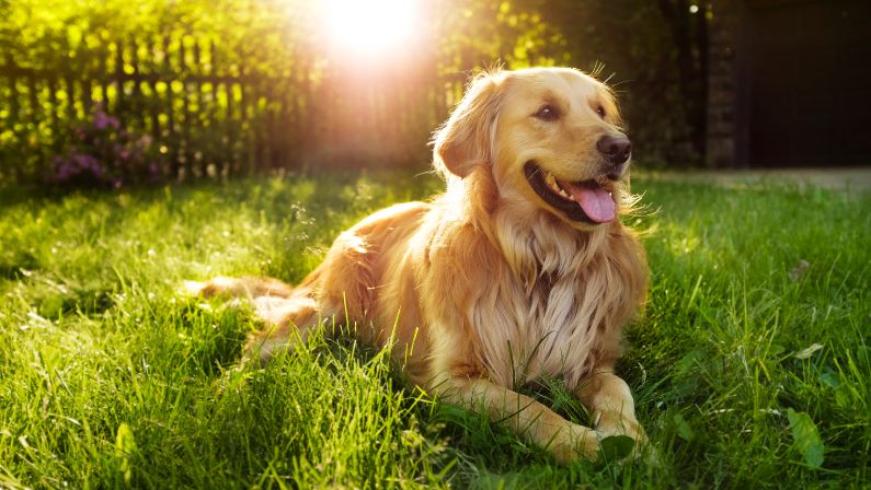 Golden Retriever