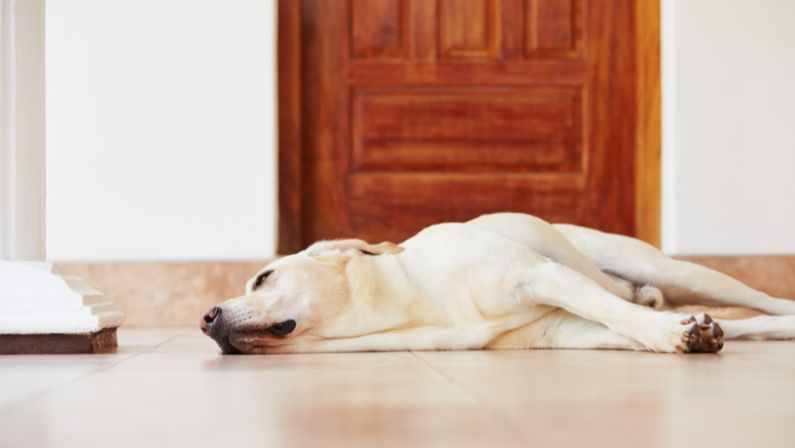 Causes of Separation Anxiety in Dogs