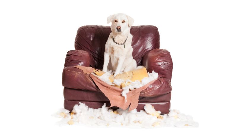 Signs of Separation Anxiety in Dogs