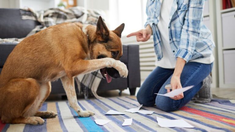 Common Dog Behavior Issues