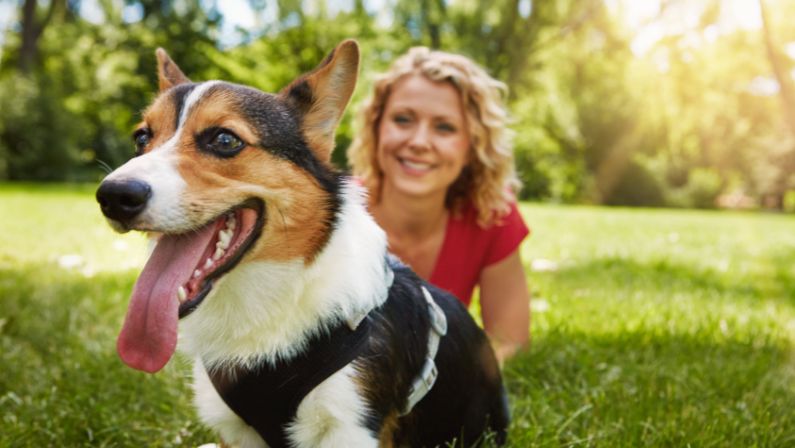 Establishing Trust with Your Dog