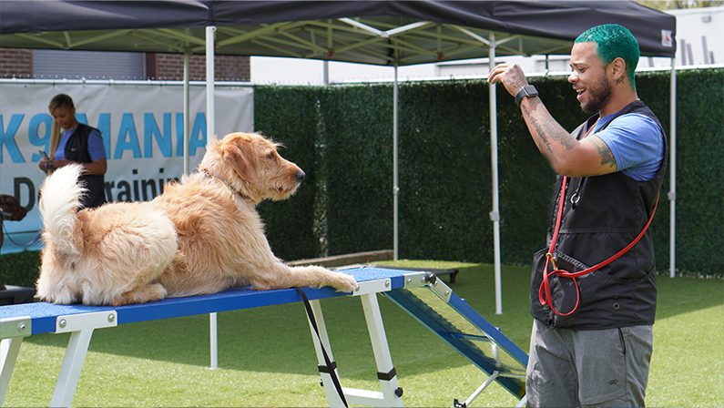 Dog Training Equipment, Trainer Tested