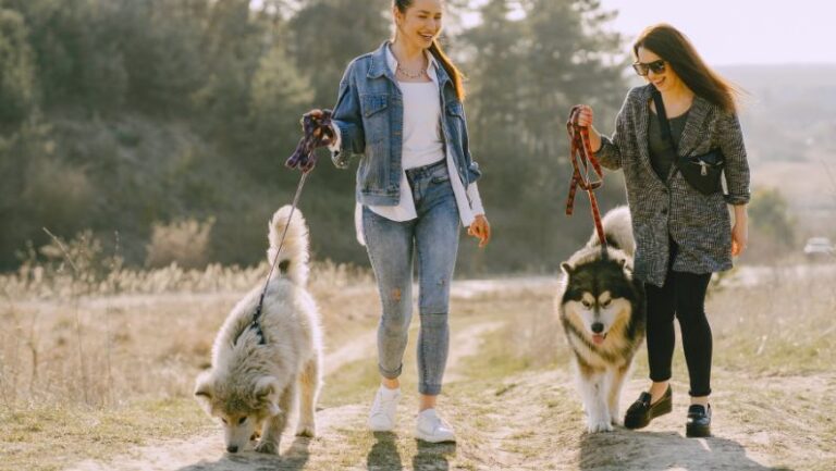 How To Train A Dog To Walk On A Leash