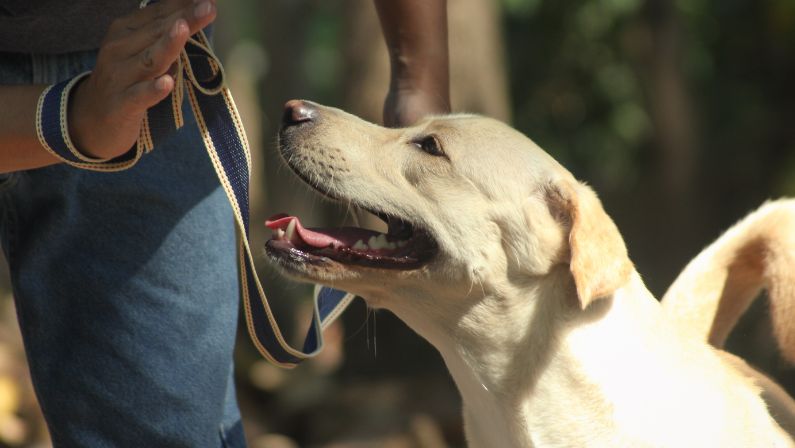 Step-by-step Guide to Leash Training