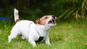 How To Train A Dog To Stop Barking