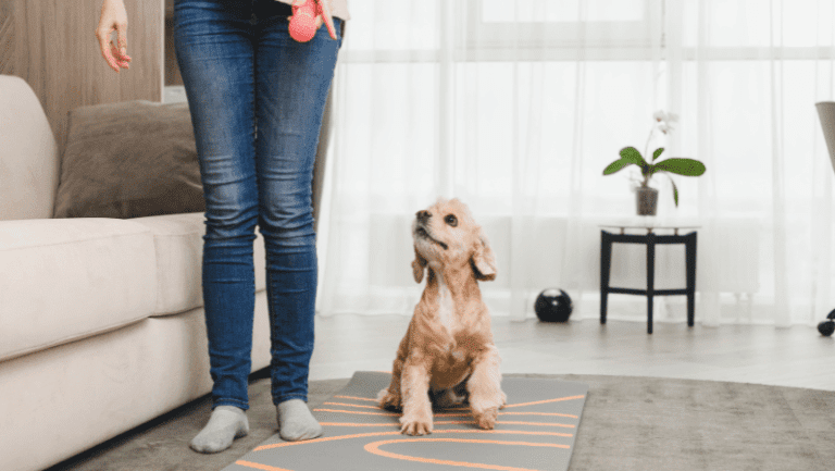 In-Home Dog Training