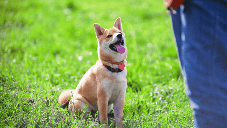 K9 Mania’s Board and Train programs on Long Island provide a comprehensive training experience that ensures your dog’s transformation and lasting positive behaviors