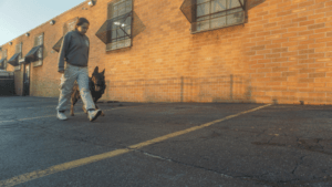 Dog Training in Queens