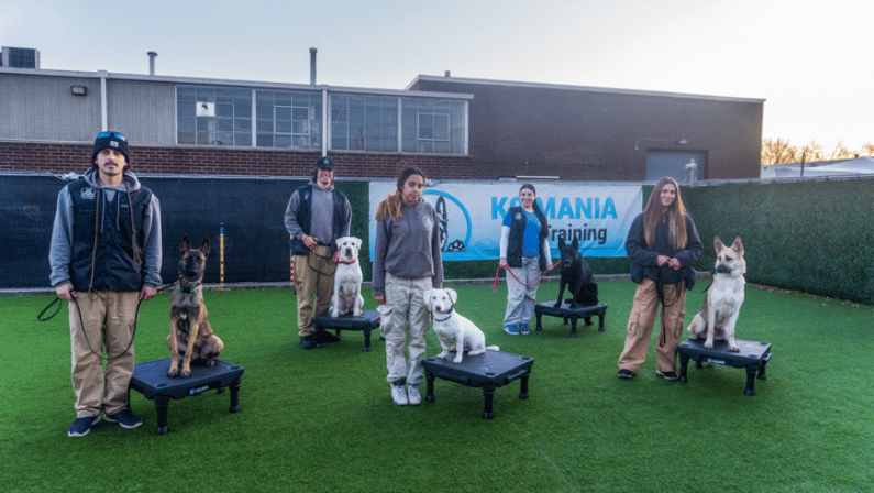 Key Considerations When Choosing a Dog Trainer in Queens