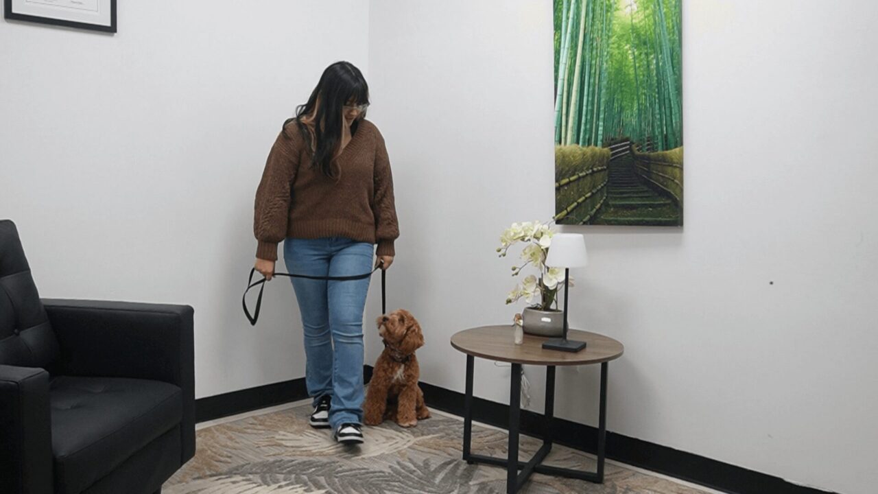 A woman with long dark hair walks a small brown dog on a leash in a room with white walls. The dog’s good behavior shows her focus on obedience amid the black chair, round table with lamp and flower, and painting of a forest.