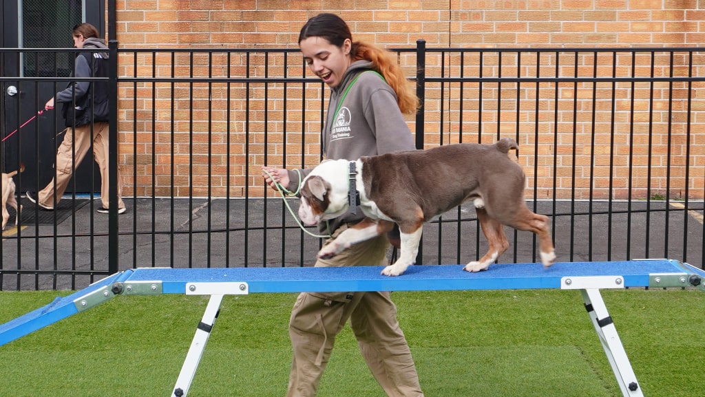 Dog Training - Dog activity
