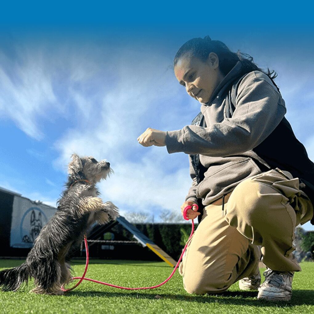 A person kneels on grass, holding a treat and a clicker, while a small puppy stands on its hind legs, eagerly looking up at the treat. The blue sky with light clouds sets the scene for positive dog behavior training.