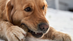 Effective Strategies to Stop Your Dog From Destructive Chewing