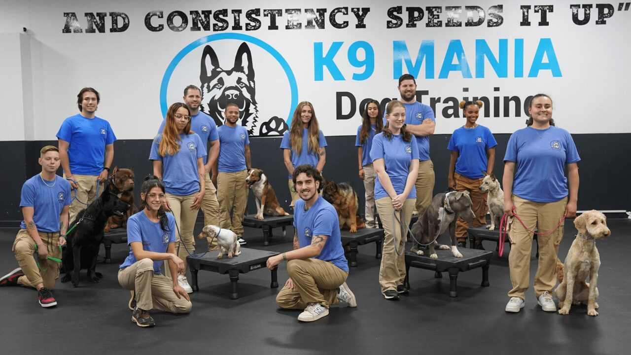 Board And Train Great River, NY 4 A group of dog trainers in blue shirts and khaki pants pose with several canine companions in a training facility. The wall behind them features a large dog logo and the text "K9 MANIA Dog Training" and "AND CONSISTENCY SPEEDS IT UP.