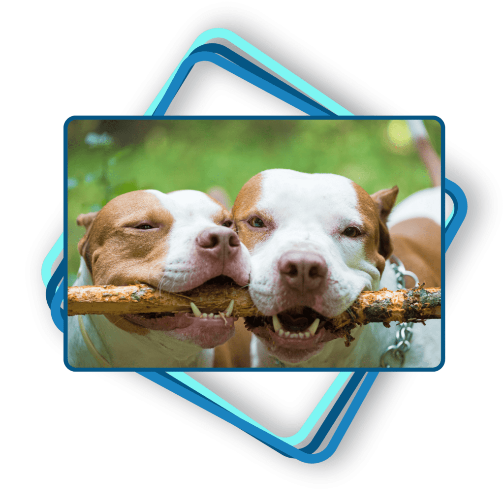 Dog Chewing Training In Long Island