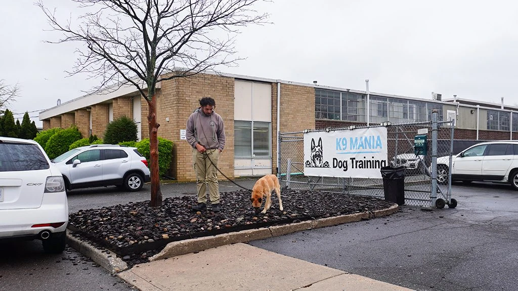 Dog Training - Suffolk County, NY