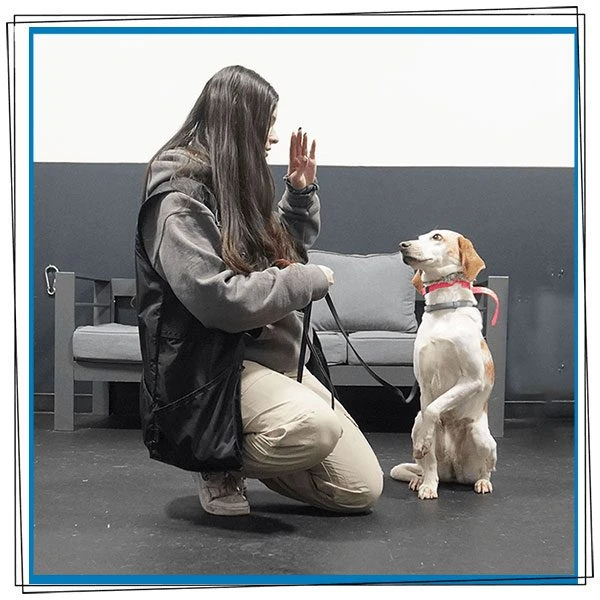 A female trainer teaching the dog to sit