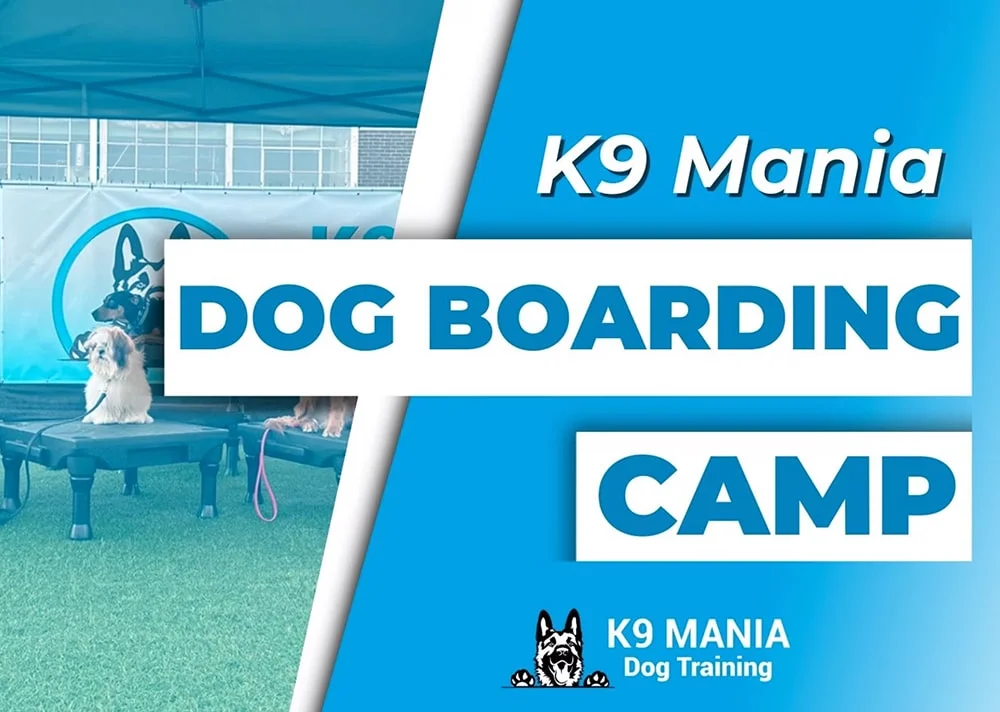 Dog Jumping Training In Long Island 4 k 9 mania dog training suffolk county ny dogboard