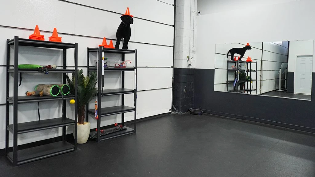 Dog Training Gym - Suffolk County, NY