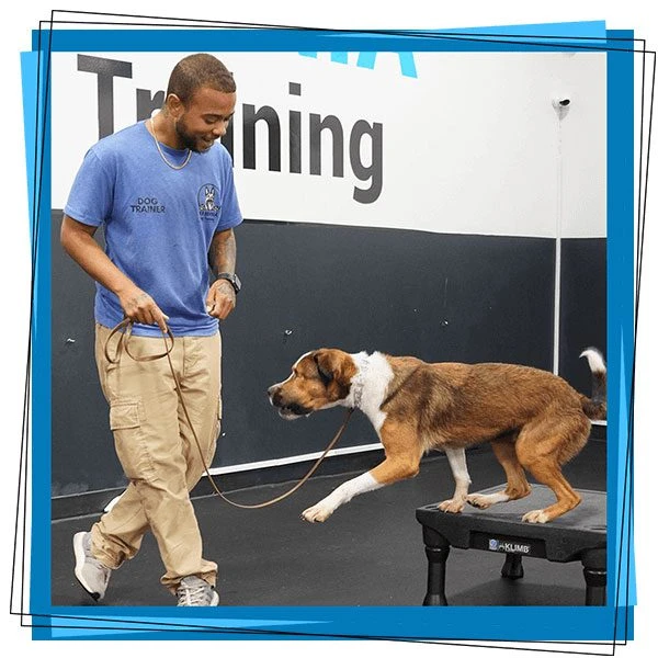 a male trainer playing with dog