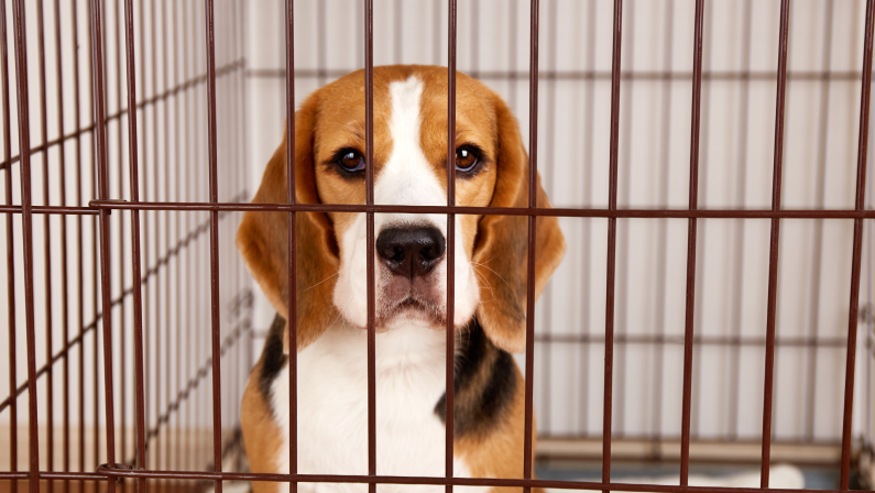 A beagle puppy sits inside a metal crate, looking directly forward with a calm expression. The dog's face is framed by the bars, hinting at crate training, while the background remains out of focus.