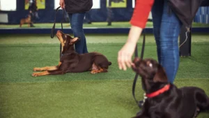 Two people stand holding leashes while two dogs, showing great obedience—one lying down and the other sitting—look up attentively during an indoor training session on artificial grass.