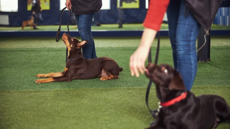 Two people stand holding leashes while two dogs, showing great obedience—one lying down and the other sitting—look up attentively during an indoor training session on artificial grass.