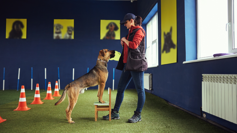 A woman is training a puppy indoors; the canine stands with its front paws on a chair. Orange cones are set up nearby, and dog portraits hang on the blue walls. Sunlight streams through a window.