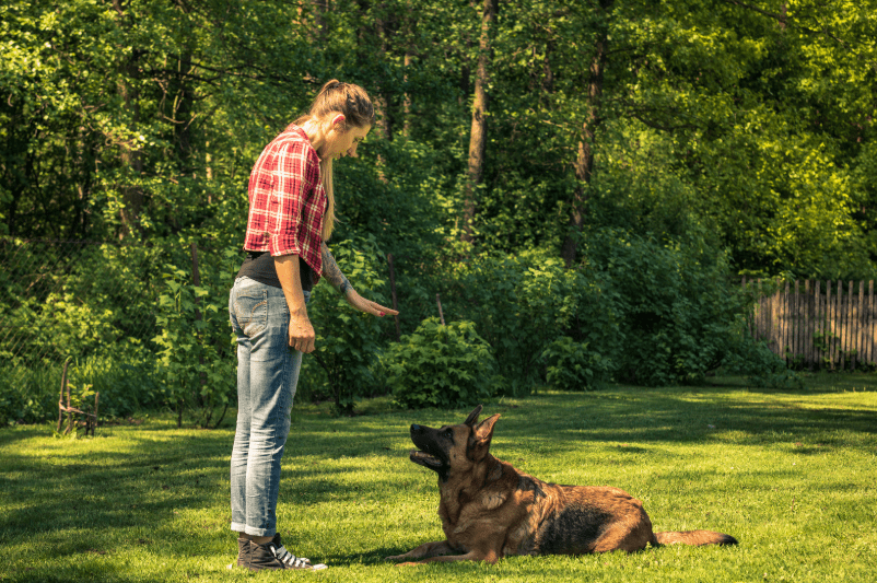 girl teach dog to stay in long Island