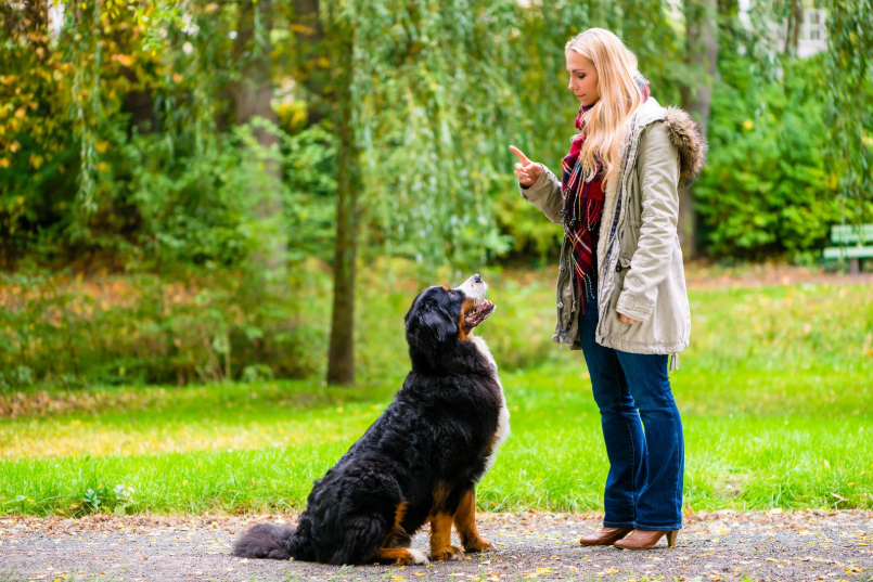 basic command to stop unwanted behavior dog commands in long island
